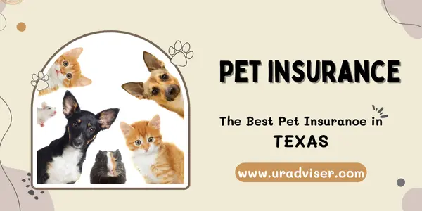 pet insurance in Texas