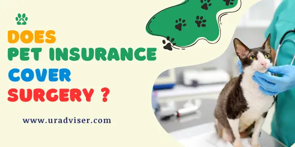 does pet insurance cover surgery?